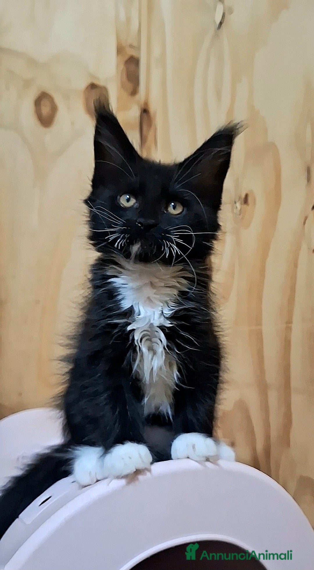 Maine Coon gatti in vendita: Cuccioli Maine Coon con Pedigree - Immagine 3