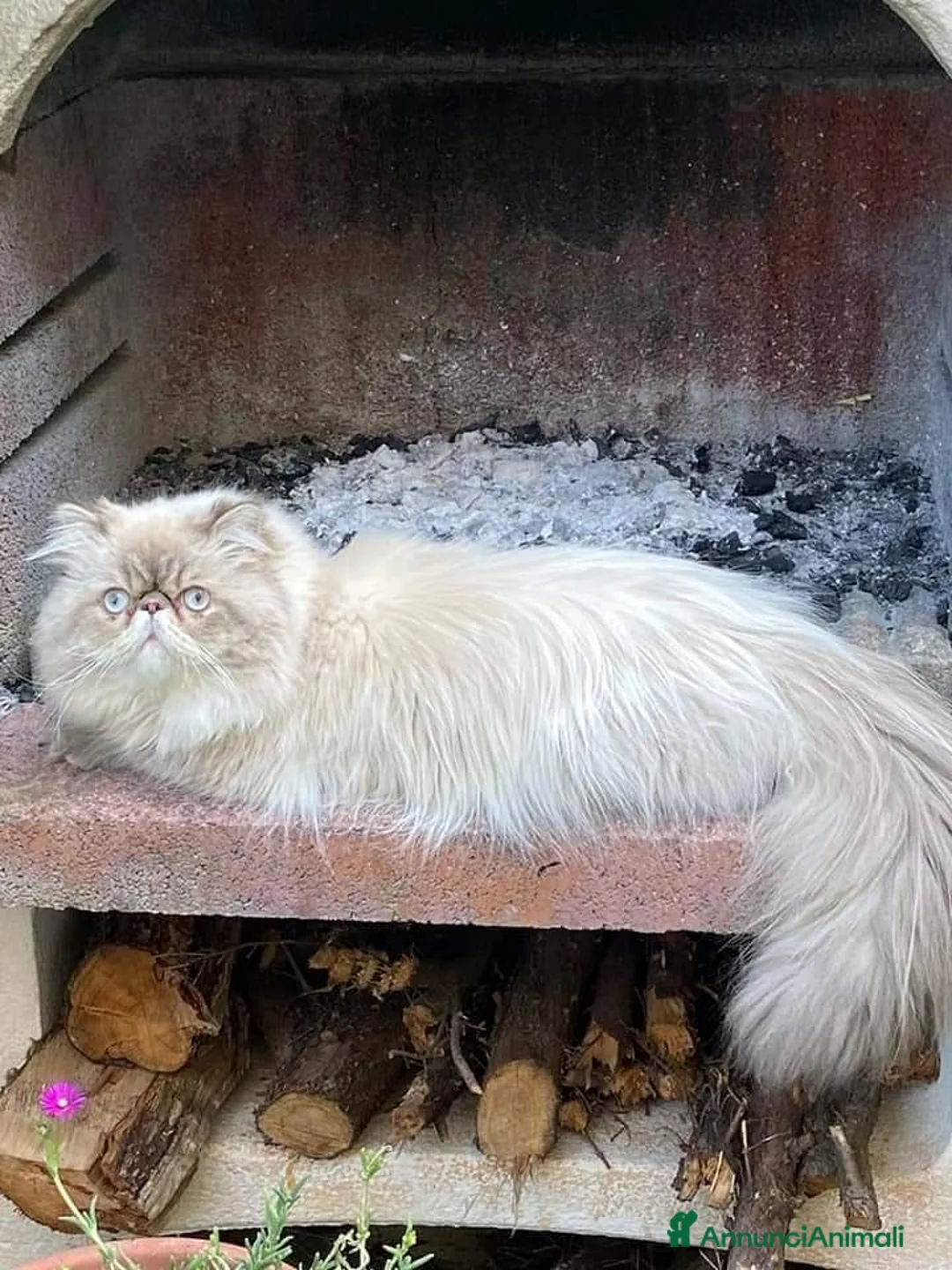Persiano gatti per accoppiamento: Gatto maschio Persiano per accoppiamento  - Annuncio 7