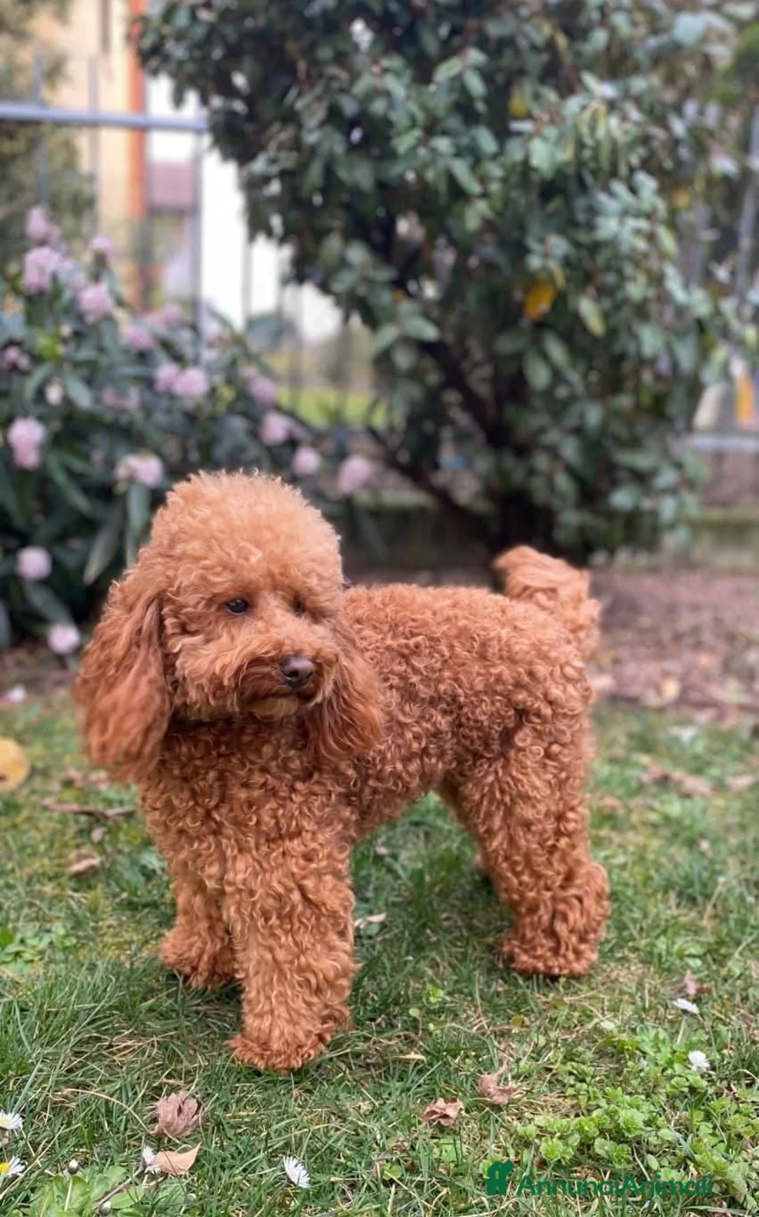 Barbone cani per accoppiamento: Barboncino pedigree accoppiamento monta - Annuncio 3