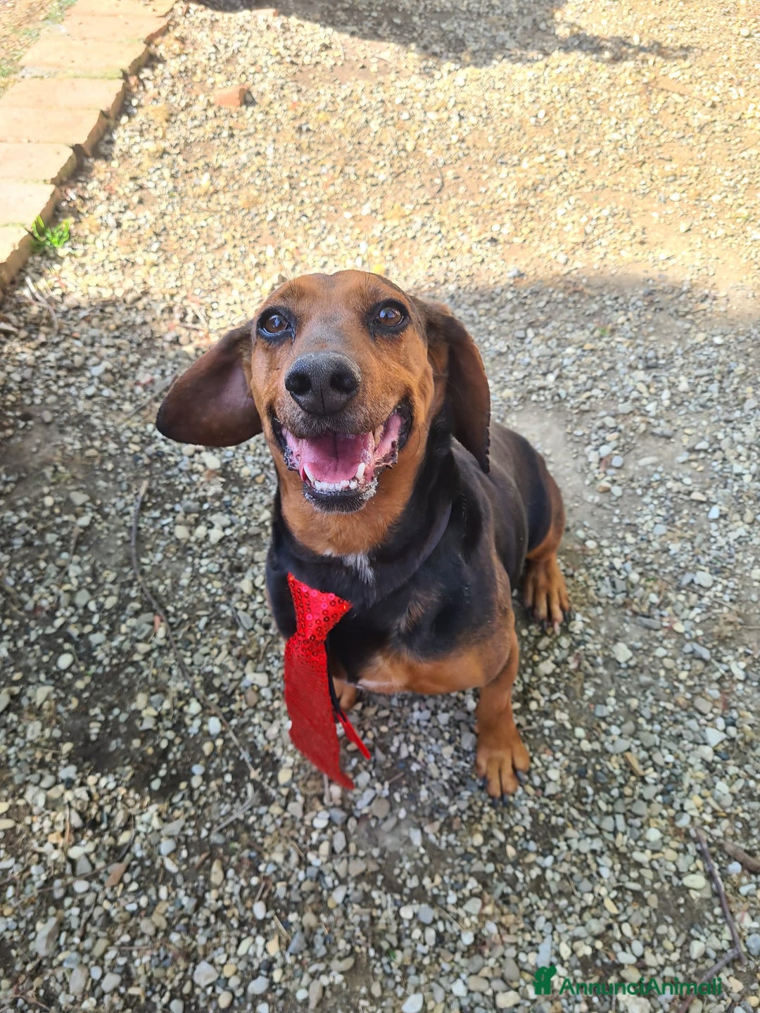 Meticcio cani in regalo: PIPPO, buffo nanetto invisibile. - Annuncio 2