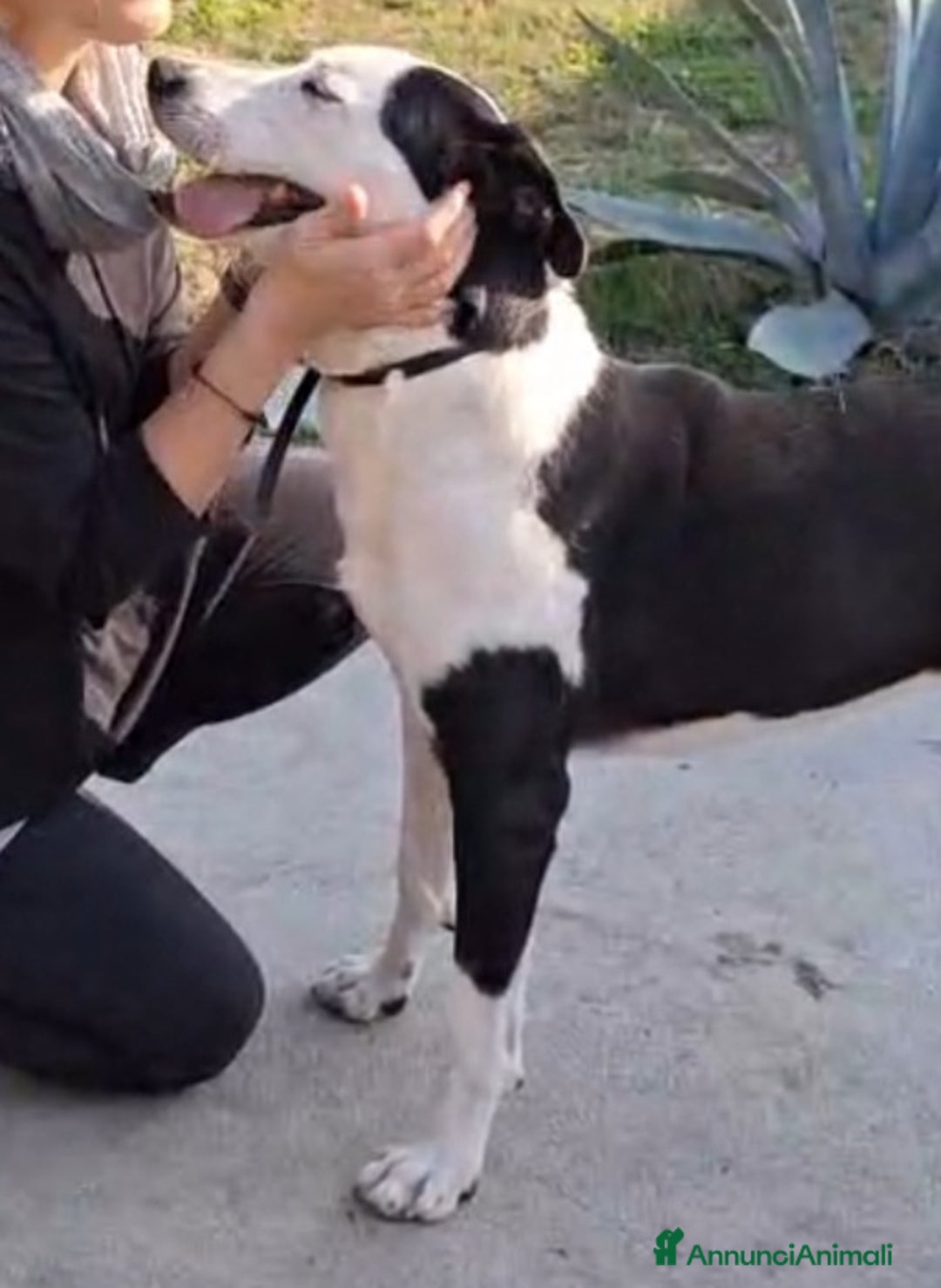 Meticcio gatti in regalo: Mix Amstaff femmina oltre 3anni di appelli CREMONA - Annuncio 10