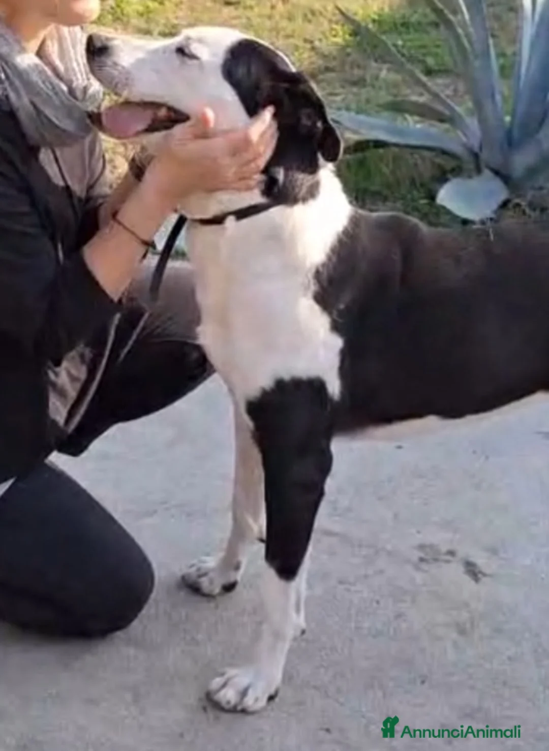 Meticcio gatti in regalo: Mix Amstaff femmina oltre 3anni di appelli CREMONA - Annuncio 10