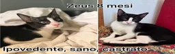 Altre razze gatti in regalo: SERVONO ADOZIONI PER SALVARLI  a Provincia di Modena - Annuncio 8