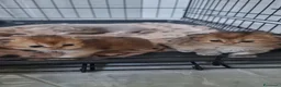 Persiano gatti in vendita: Gattine persiane con Pedigree ENFI - Annuncio 2