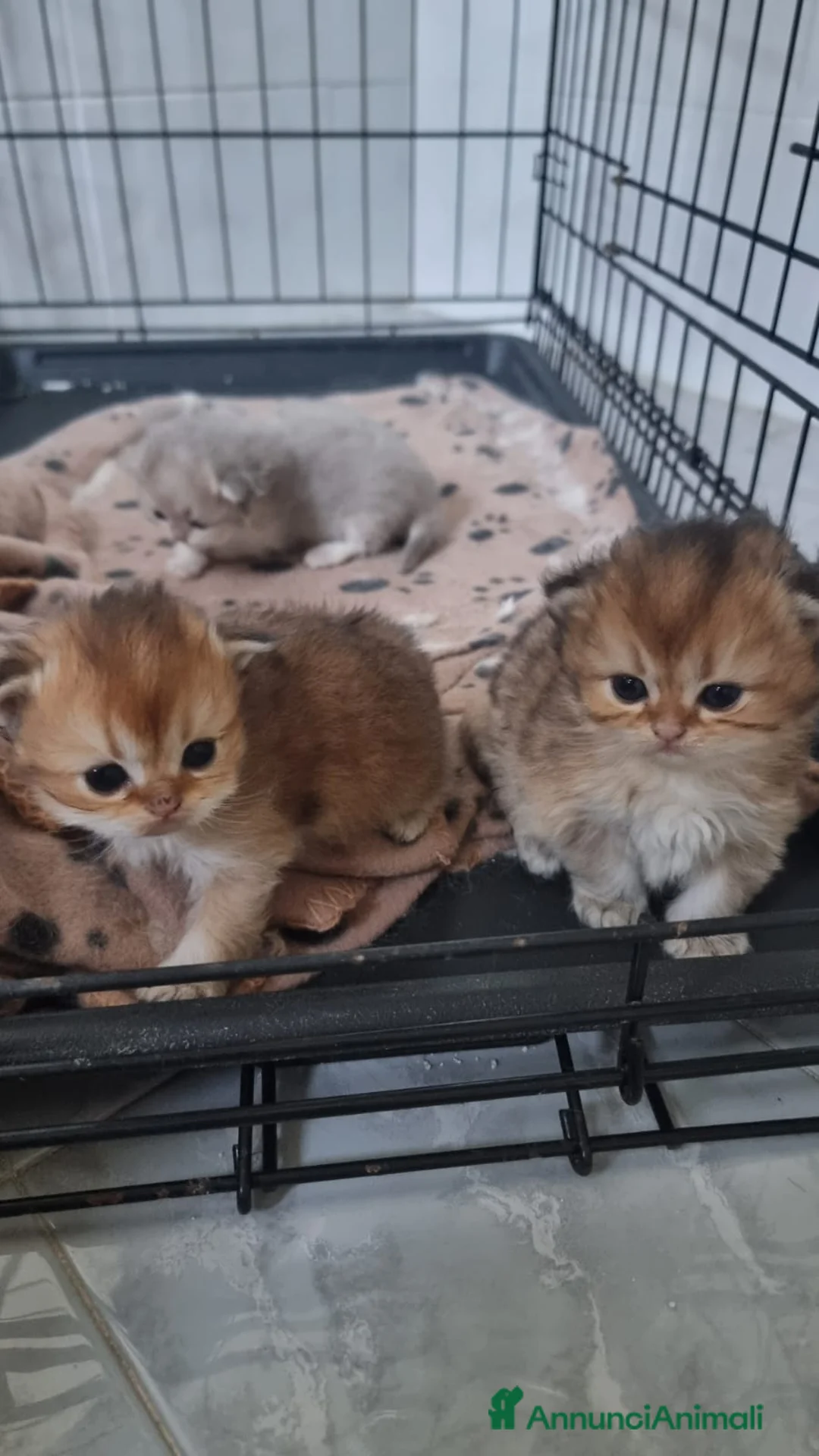 Persiano gatti in vendita: Gattine persiane con Pedigree ENFI - Annuncio 2