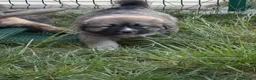 Pastore del Caucaso cani in vendita: Cucciole pastore del caucaso - Annuncio 6