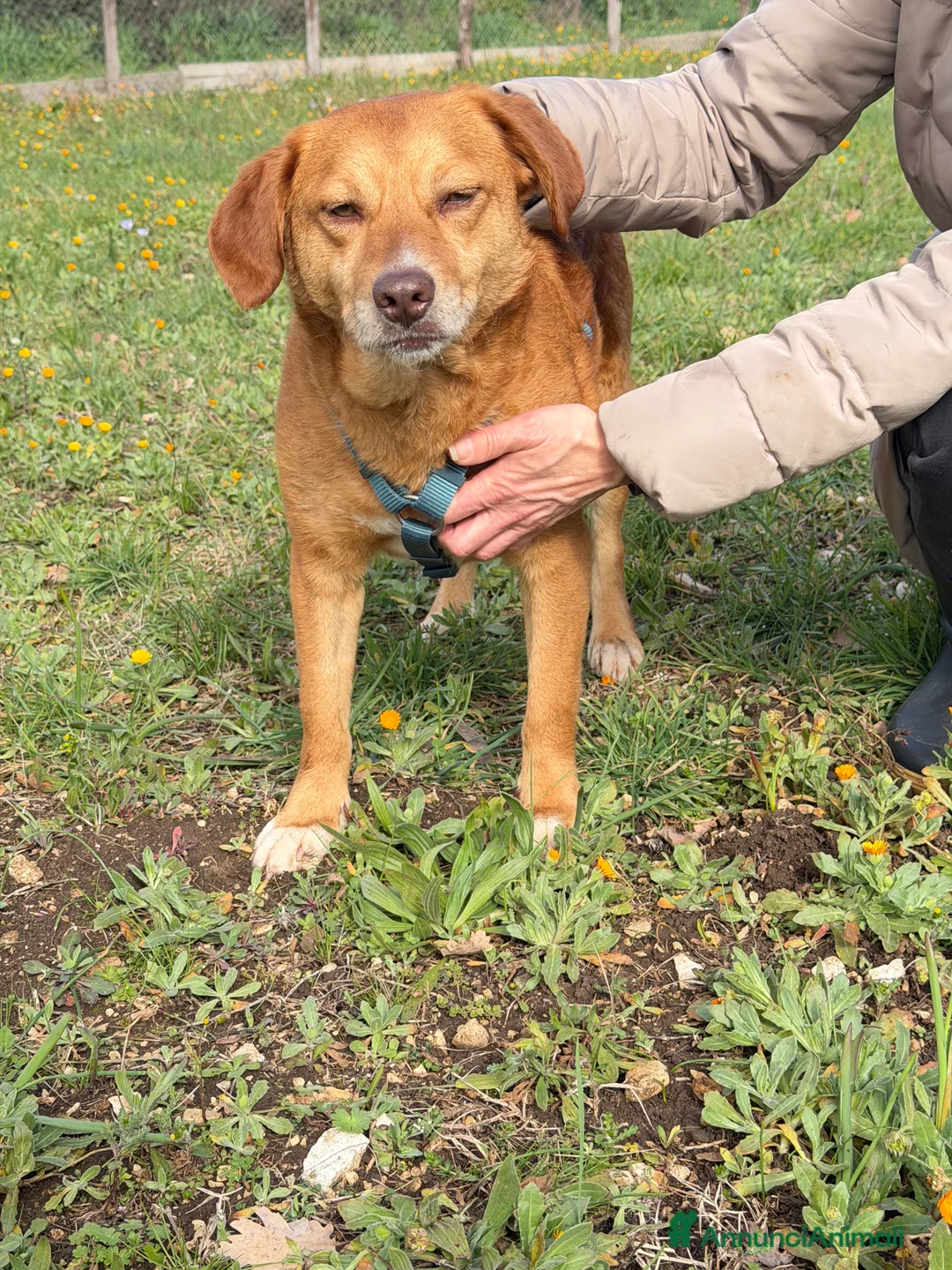 Meticcio cani in regalo: Riccia - Annuncio 3