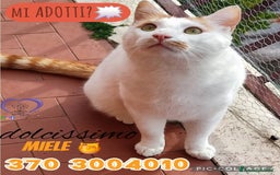 Europeo gatti in regalo: Una casa per questo dolcissimo cucciolone ❤️🙏🏻 - Immagine 2