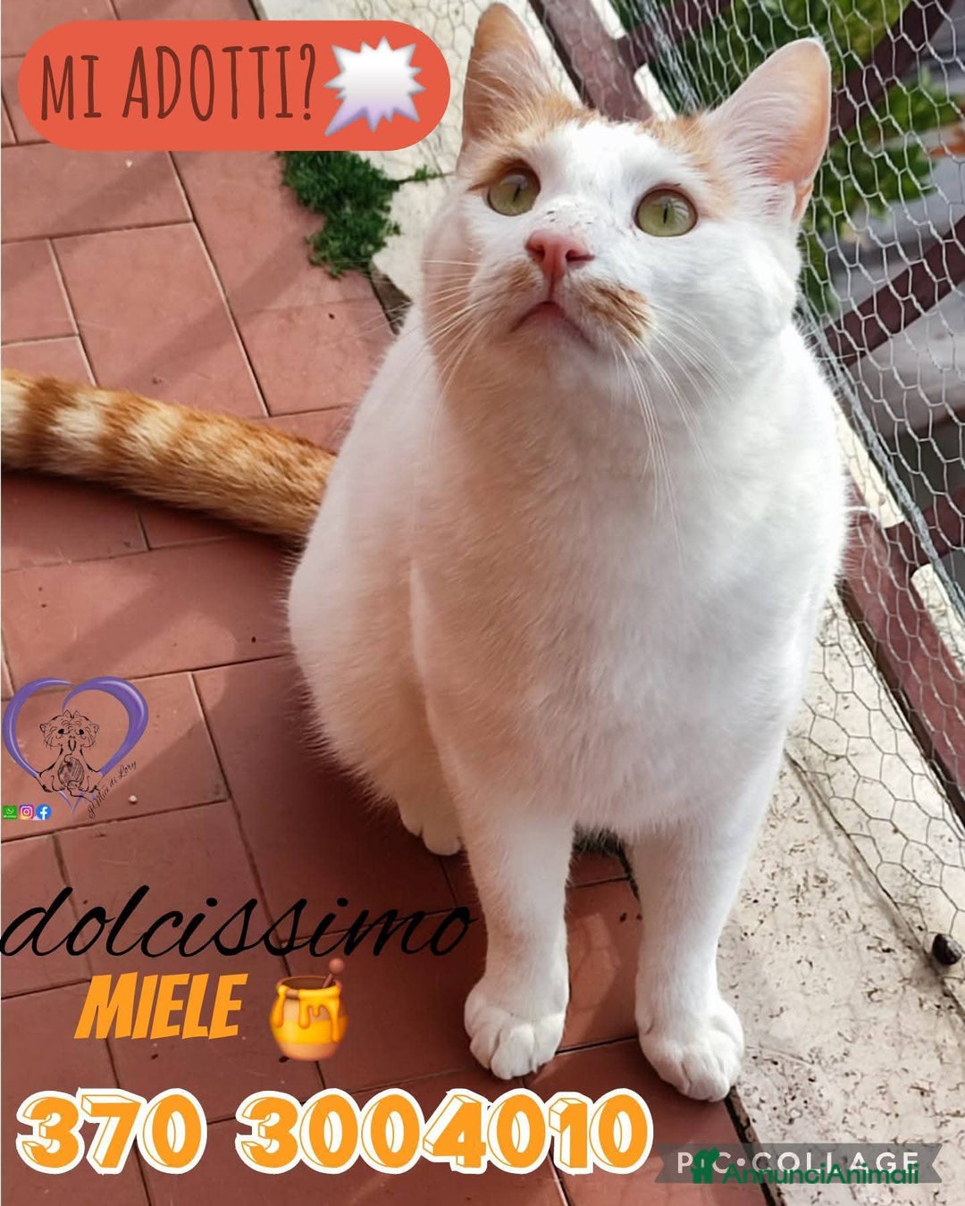 Europeo gatti in regalo: Una casa per questo dolcissimo cucciolone ❤️🙏🏻 - Immagine 2