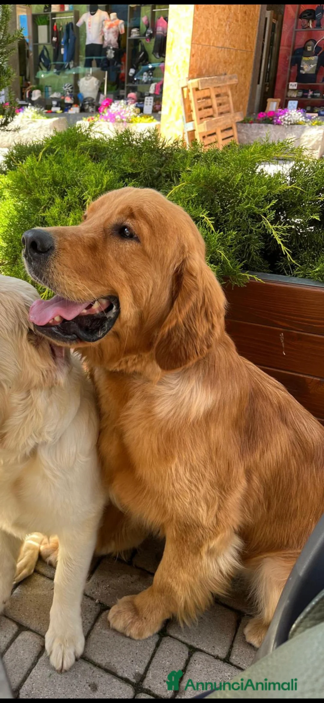 Golden Retriever cani per accoppiamento: Golden Retriever disponibile per monta a Provincia di Como - Annuncio 3
