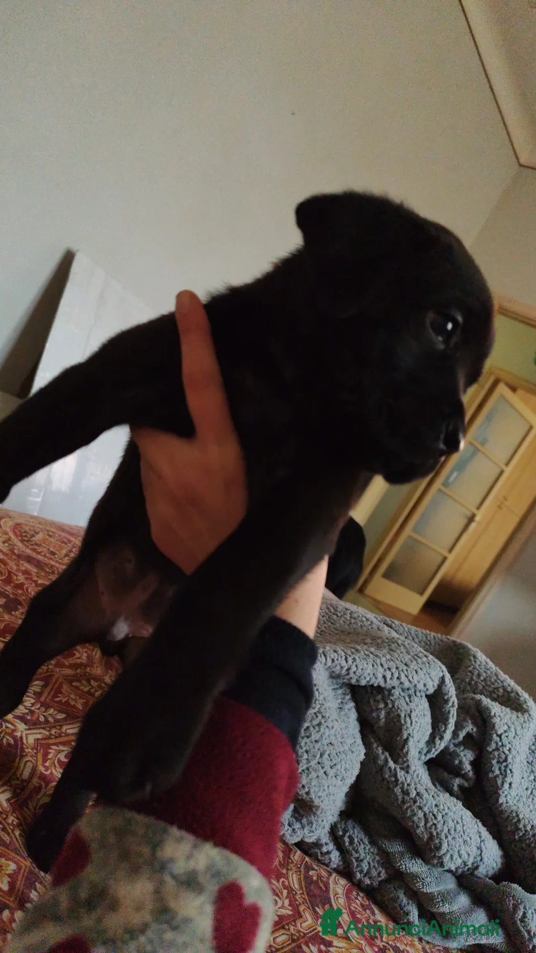 Cane Corso cani in vendita: Cuccioli di cane corso  - Annuncio 22