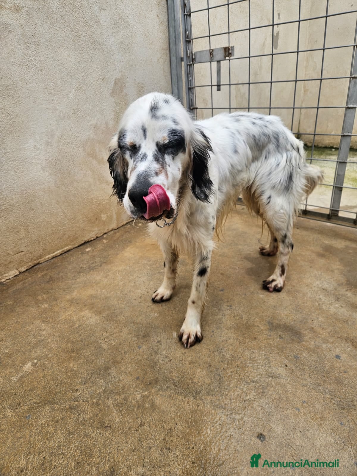 Setter Inglese cani Zeus: giovane setter socievole equilibrato  - Annuncio 5
