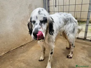 Setter Inglese cani Zeus: giovane setter socievole equilibrato - Annuncio 5