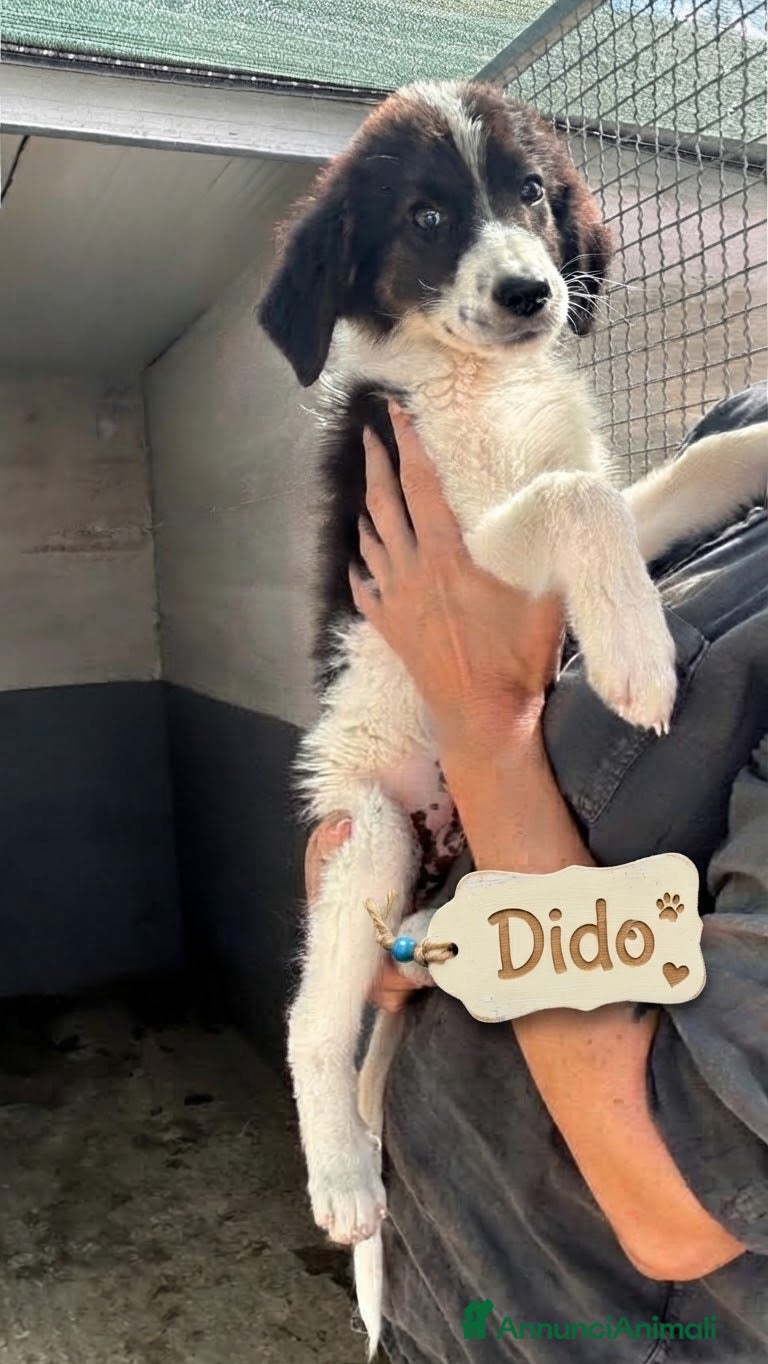 Meticcio cani ❤️🐶 DIDO & MANICON 🐶❤️ - Annuncio 2