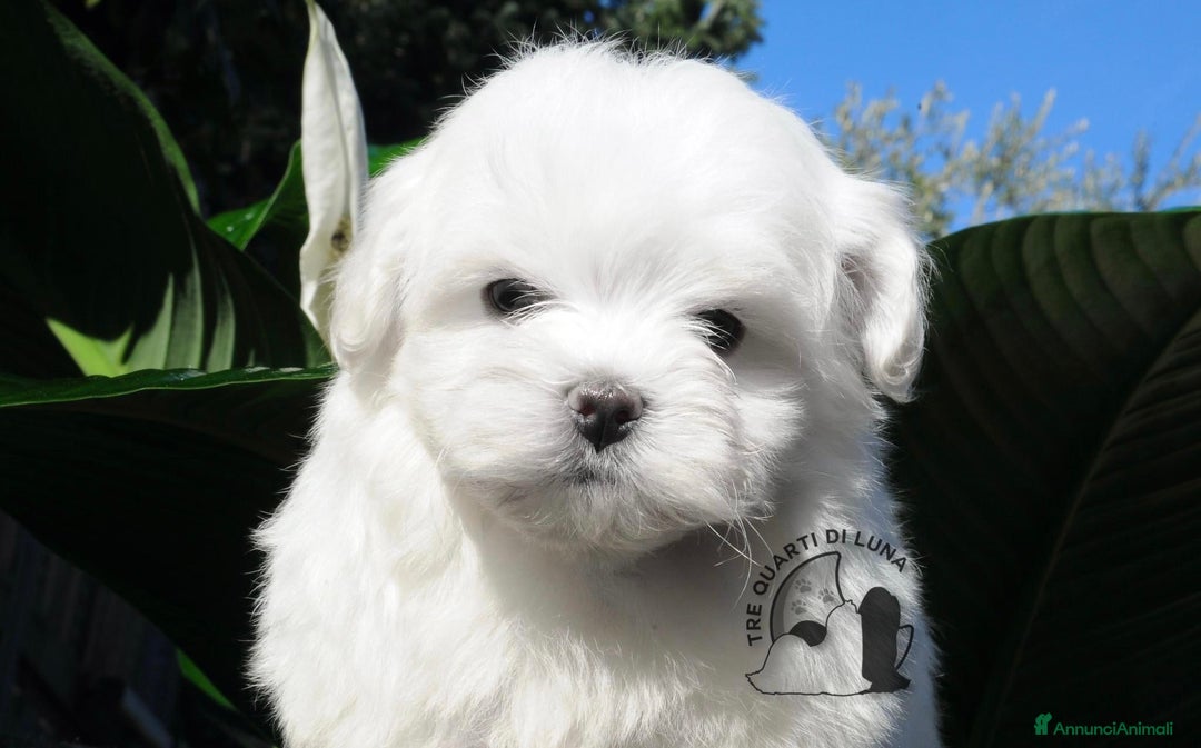 Maltese cani in vendita: Maltese Mini Toy Allevamento Master ENCI - Annuncio 3