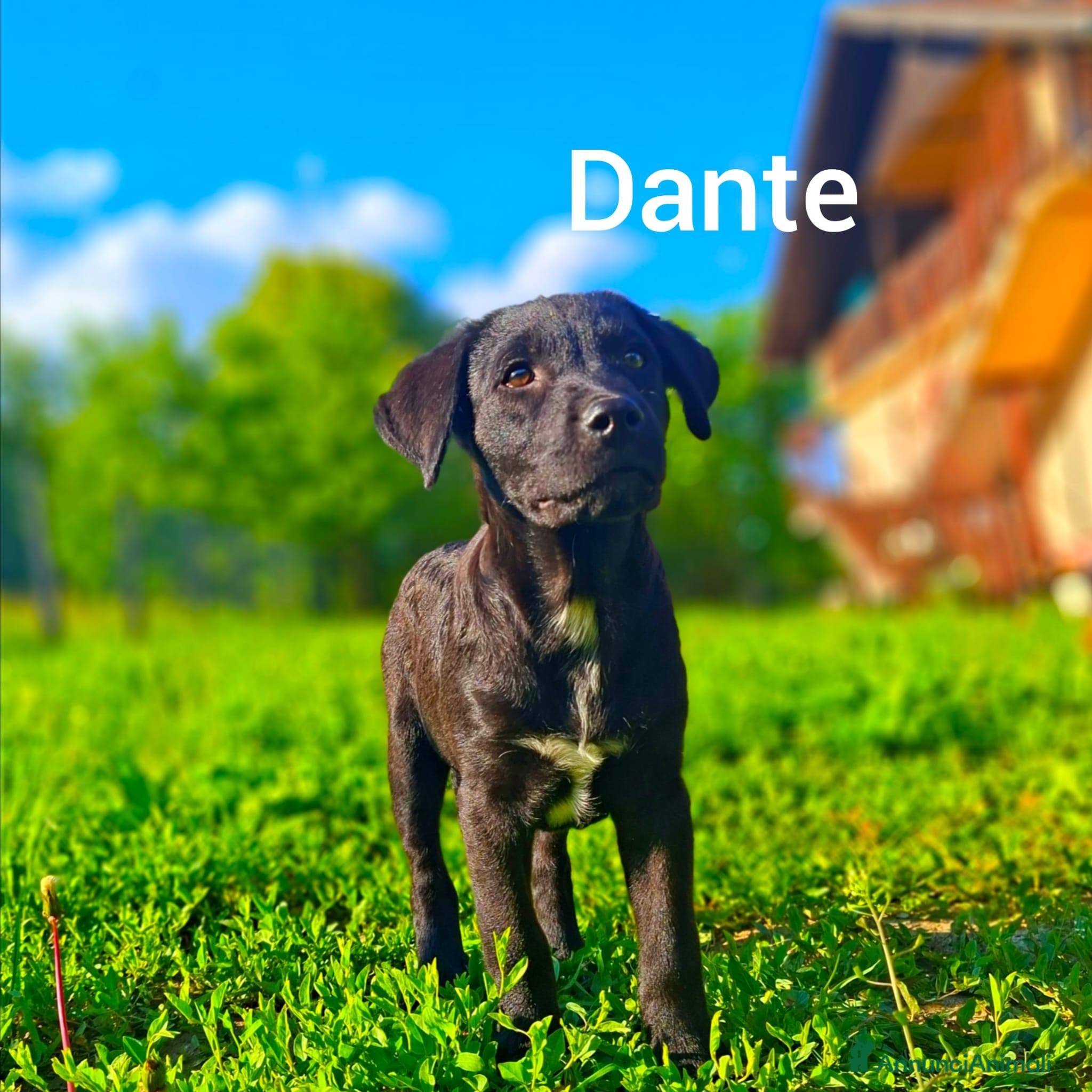 Meticcio cani in regalo: 8 CUCCIOLI CERCANO AMORE! Tg media, dolcissimi! - Annuncio 11