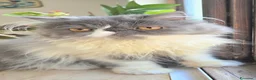 Persiano gatti in vendita: Cucciola persiana ipertipica femminuccia - Annuncio 4
