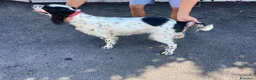 Setter Inglese cani in vendita: Cedesi setter inglese di circa 2 anni a Provincia di Salerno - Annuncio 3