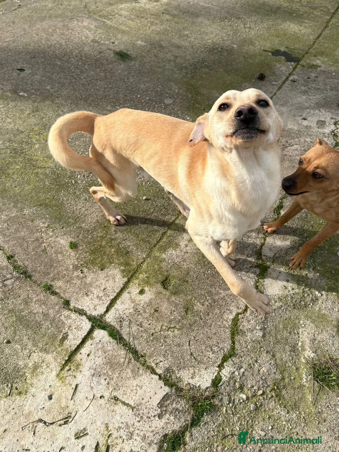 Meticcio cani in regalo: OLLY 💙 -adozione saltata, cerca casa 😢.Sceglilo! - Annuncio 3