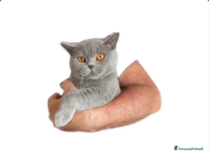 British gatti BRITISH SHORTHAIR FEMMINA  - Annuncio 7