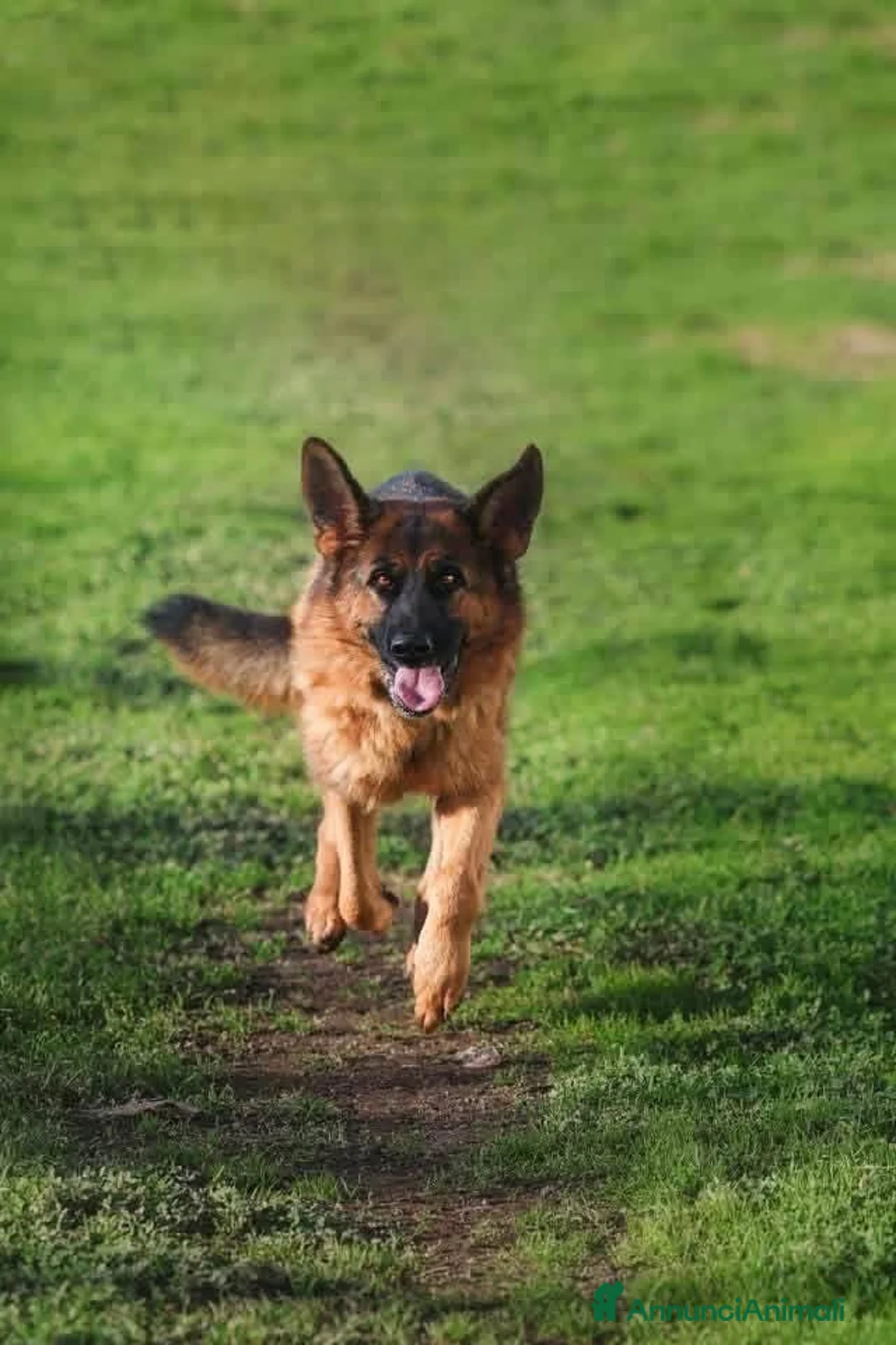 Pastore Tedesco cani in regalo: Pastore Tedesco 3anni splendida,equilibrata.SUD - Annuncio 4