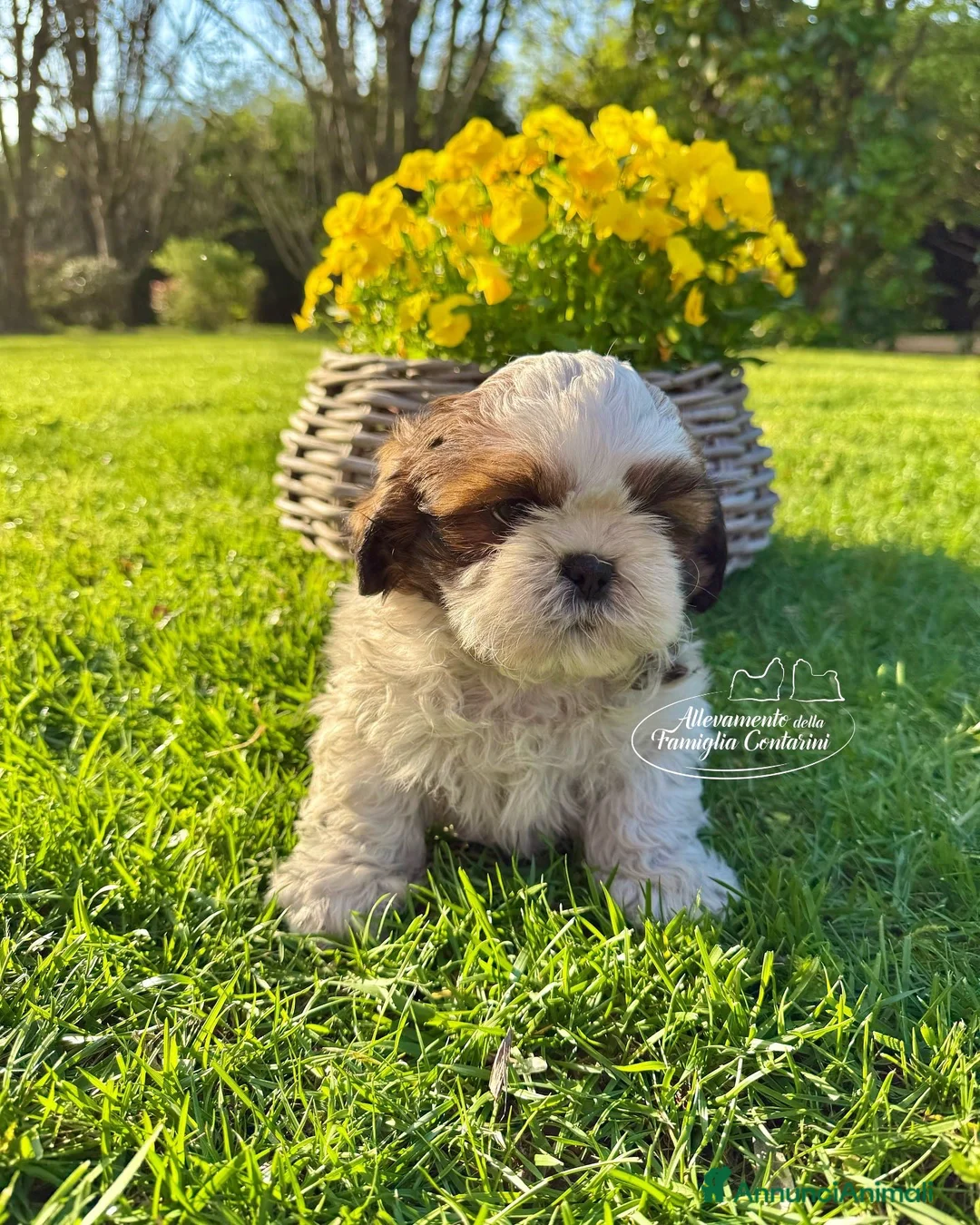 Shih Tzu cani in vendita: SHIHTZU CUCCIOLI con pedigree ENCI alta genealogia a Città metropolitana di Milano - Annuncio 3