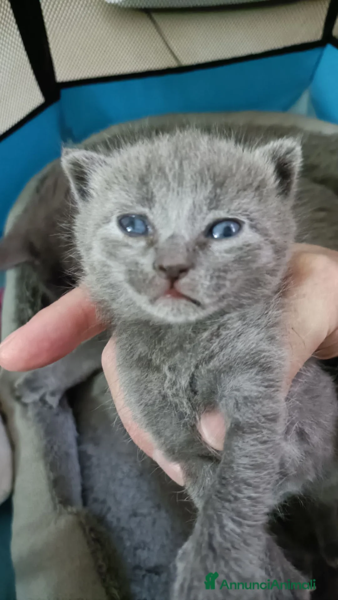 Certosino gatti in vendita: CUCCIOLI DI CERTOSINO PURISSIMI  - Annuncio 2