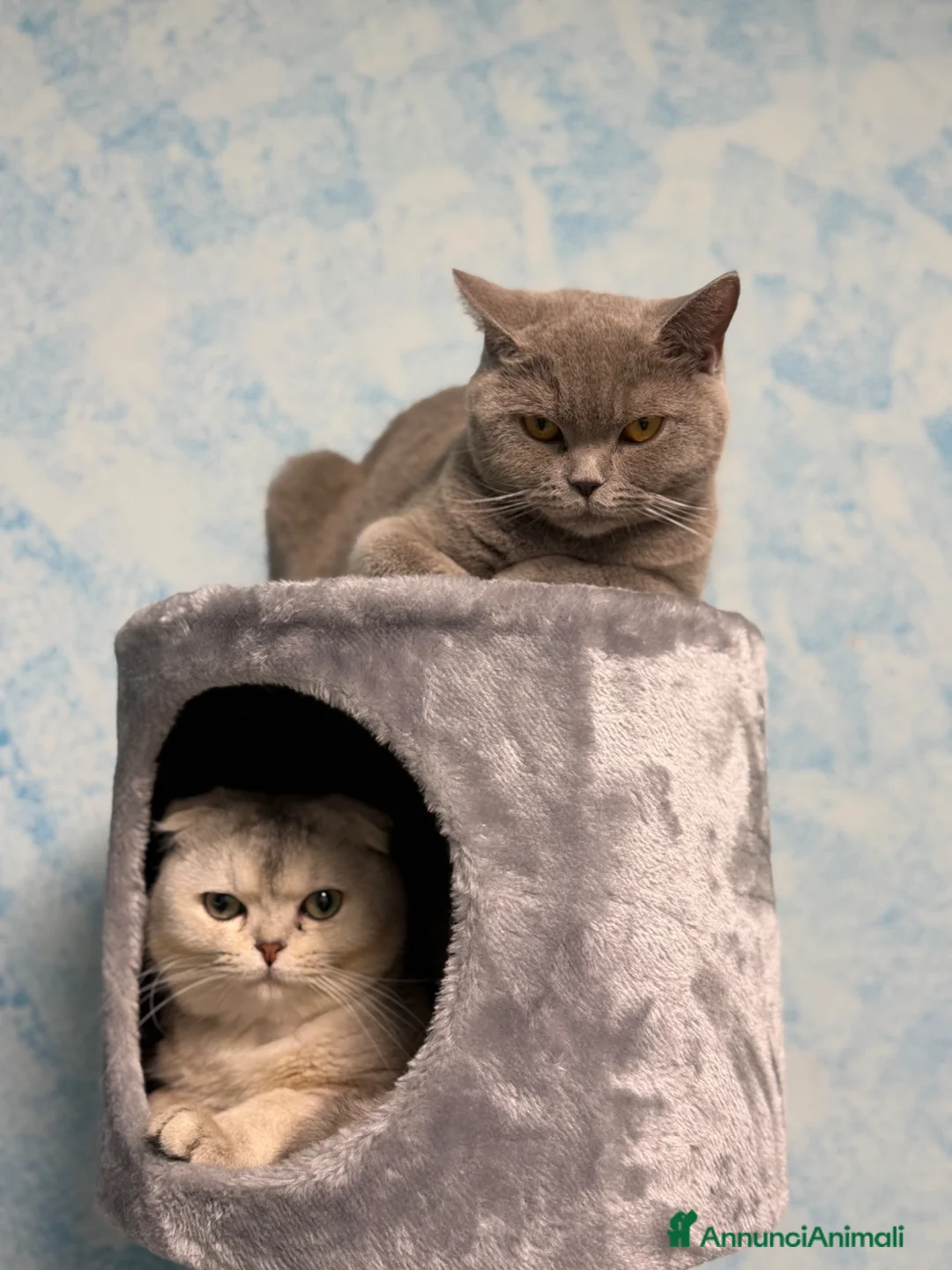 Scottish gatti in vendita: Disponibili cuccioli di scottish fold e straight - Annuncio 9