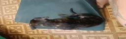 Cane Corso cani in vendita: Cucciola Cane Corso a Provincia di Forlì-Cesena - Annuncio 5
