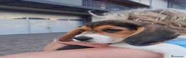 Beagle Cucciolo 1