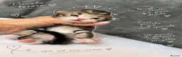 Siberiano gatti in vendita: SIBERIANI GATTINI IPOALLERGENICI - Annuncio 7