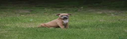 Pitbull cani in vendita: Cuccioli Pit Bull pronta consegna  - Annuncio 16