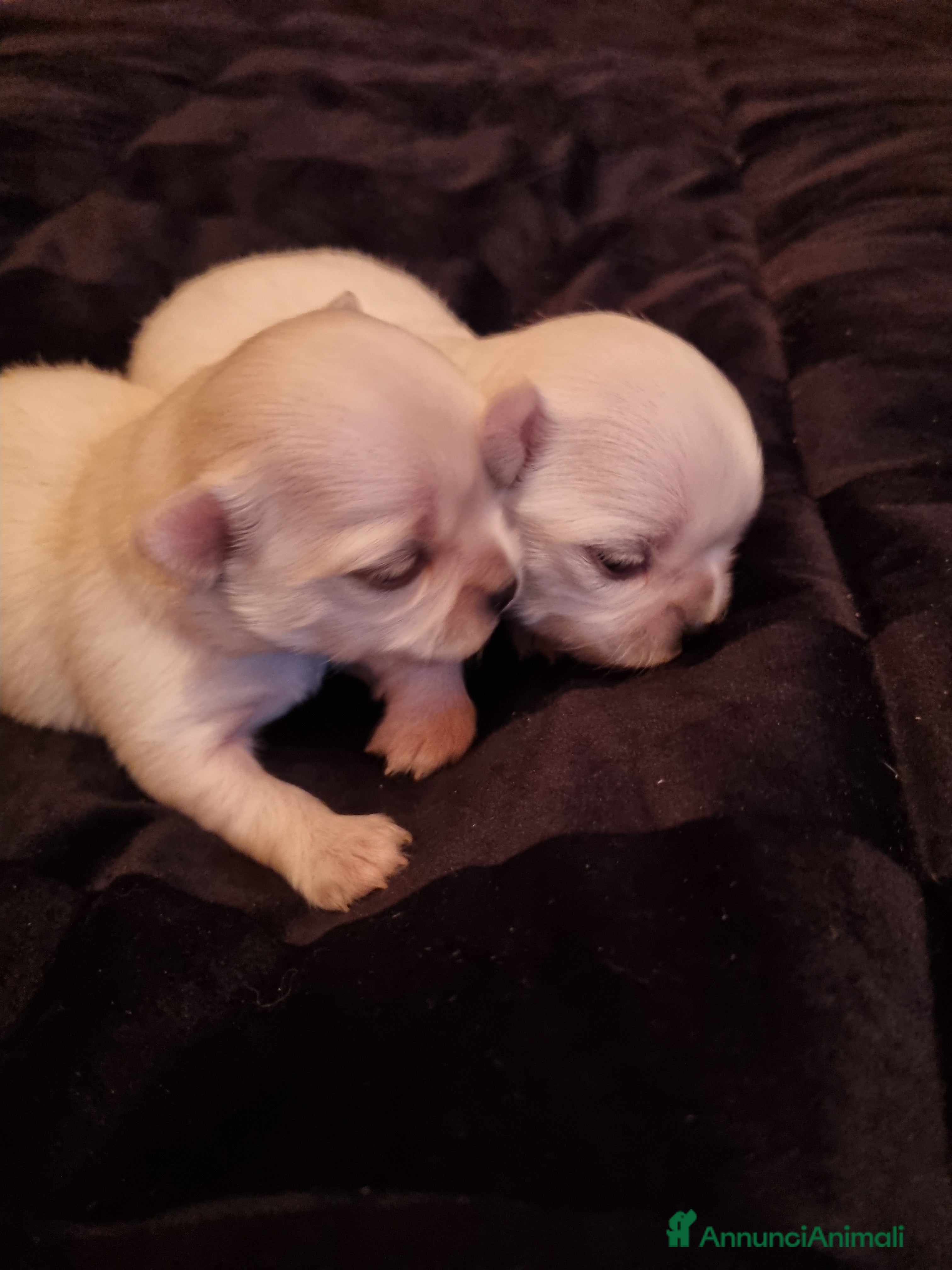 Chihuahua cani Cuccioli di chihuahua piccolissimi  - Annuncio 1