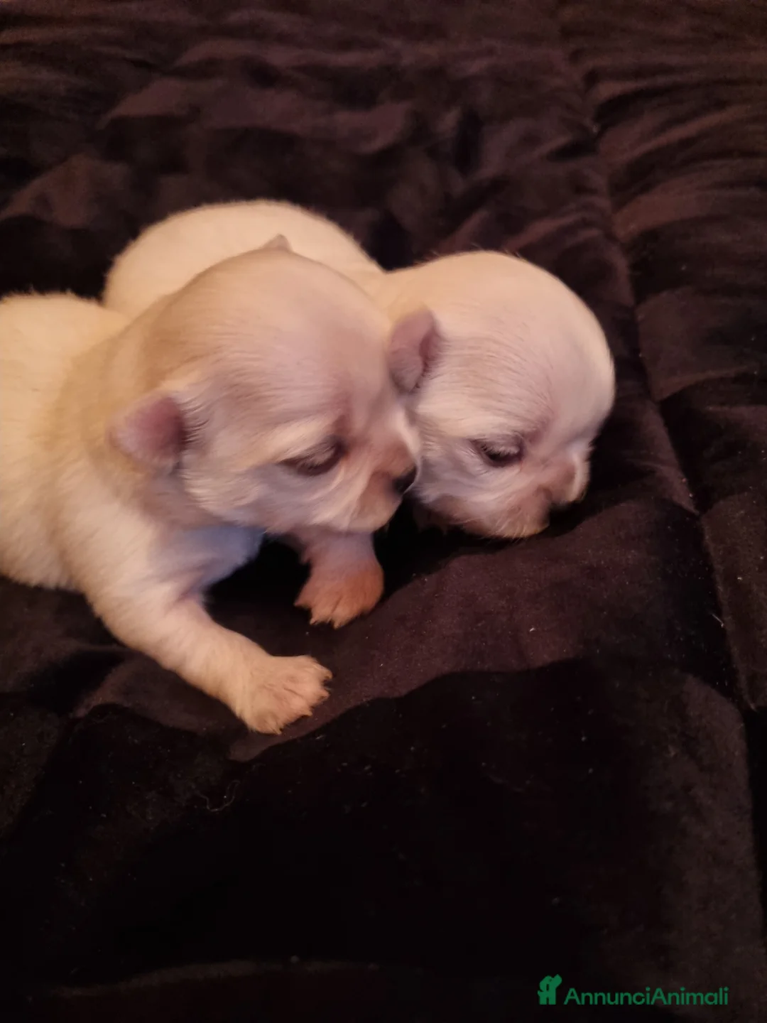Chihuahua cani in vendita: Cuccioli di chihuahua piccolissimi  - Annuncio 1