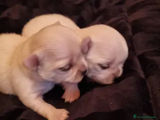 Chihuahua cani Cuccioli di chihuahua piccolissimi - Annuncio 3