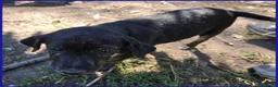 Meticcio cani in regalo: TIZZO, DOLCE CUCCIOLO 4 MESI SOPRAVVISSUTO AL FUOC - Annuncio 5