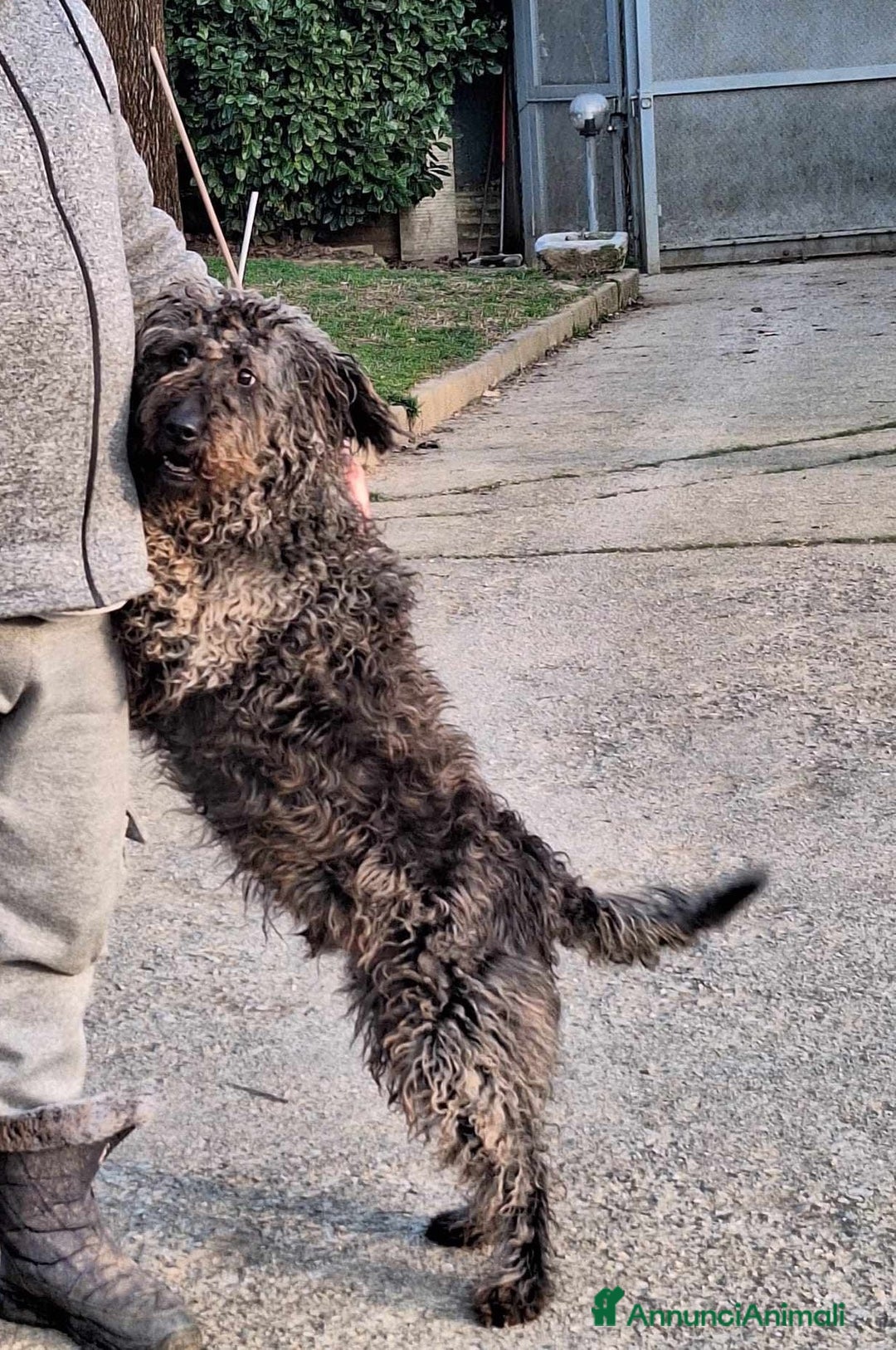 Meticcio cani in regalo: dolce black in regalo a Provincia di Como - Annuncio 2