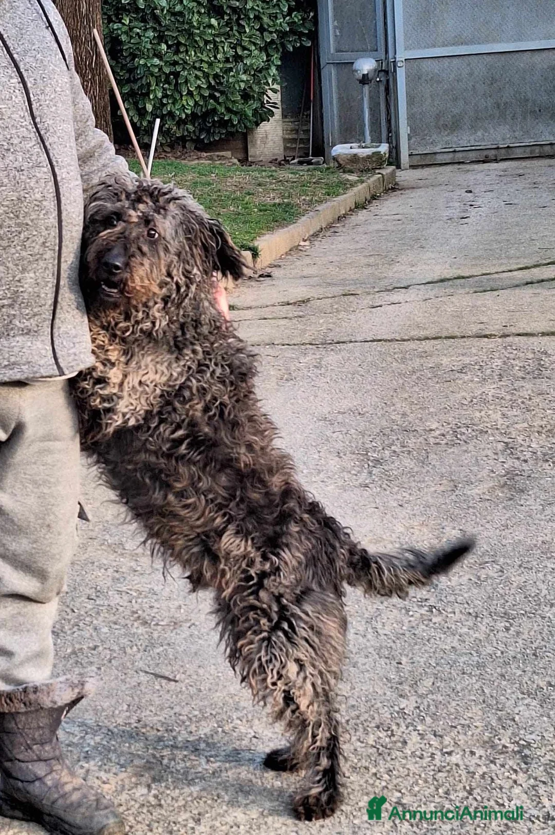 Meticcio cani in regalo: dolce black in regalo a Provincia di Como - Annuncio 2