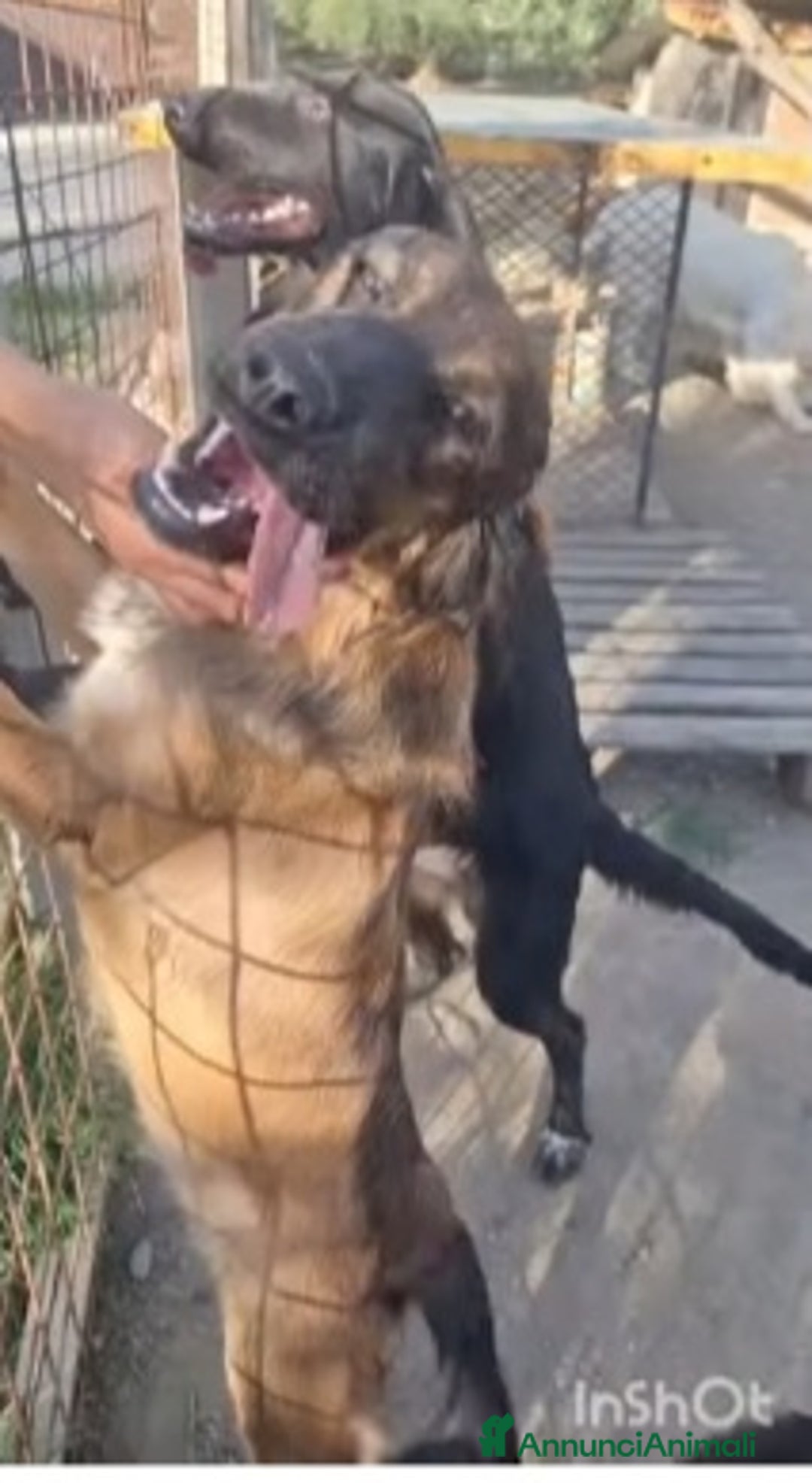 Meticcio cani in regalo: 2fratelli 18mesi INSEPARABILI( mamma Setter)Calabr - Annuncio 6