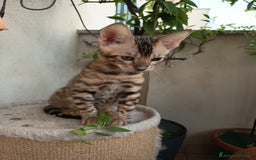 Bengala gatti in vendita: Maschietto & Feminuccia 🥰 - Annuncio 3