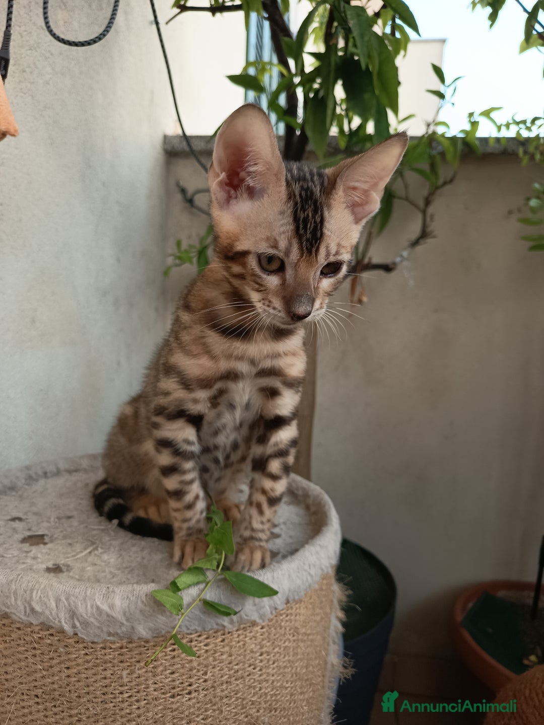 Bengala gatti in vendita: Maschietto & Feminuccia 🥰 - Annuncio 3