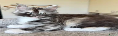 Maine Coon Gattino 2