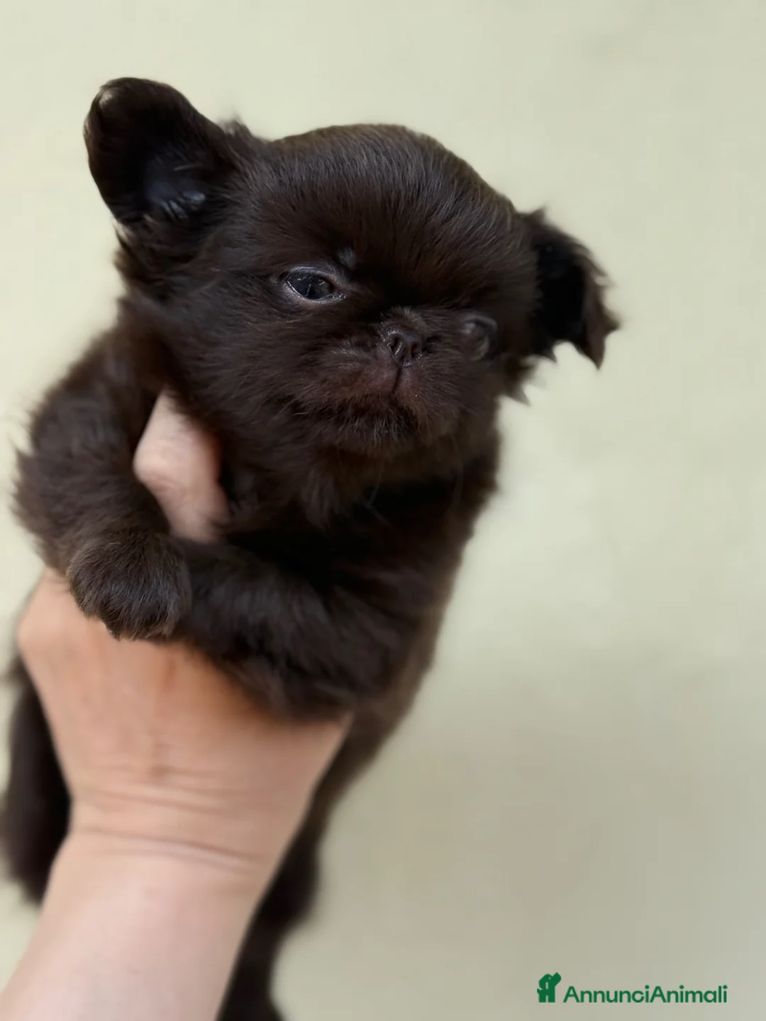 Chihuahua cani in vendita: Chihuahua mini femminuccia  - Annuncio 2