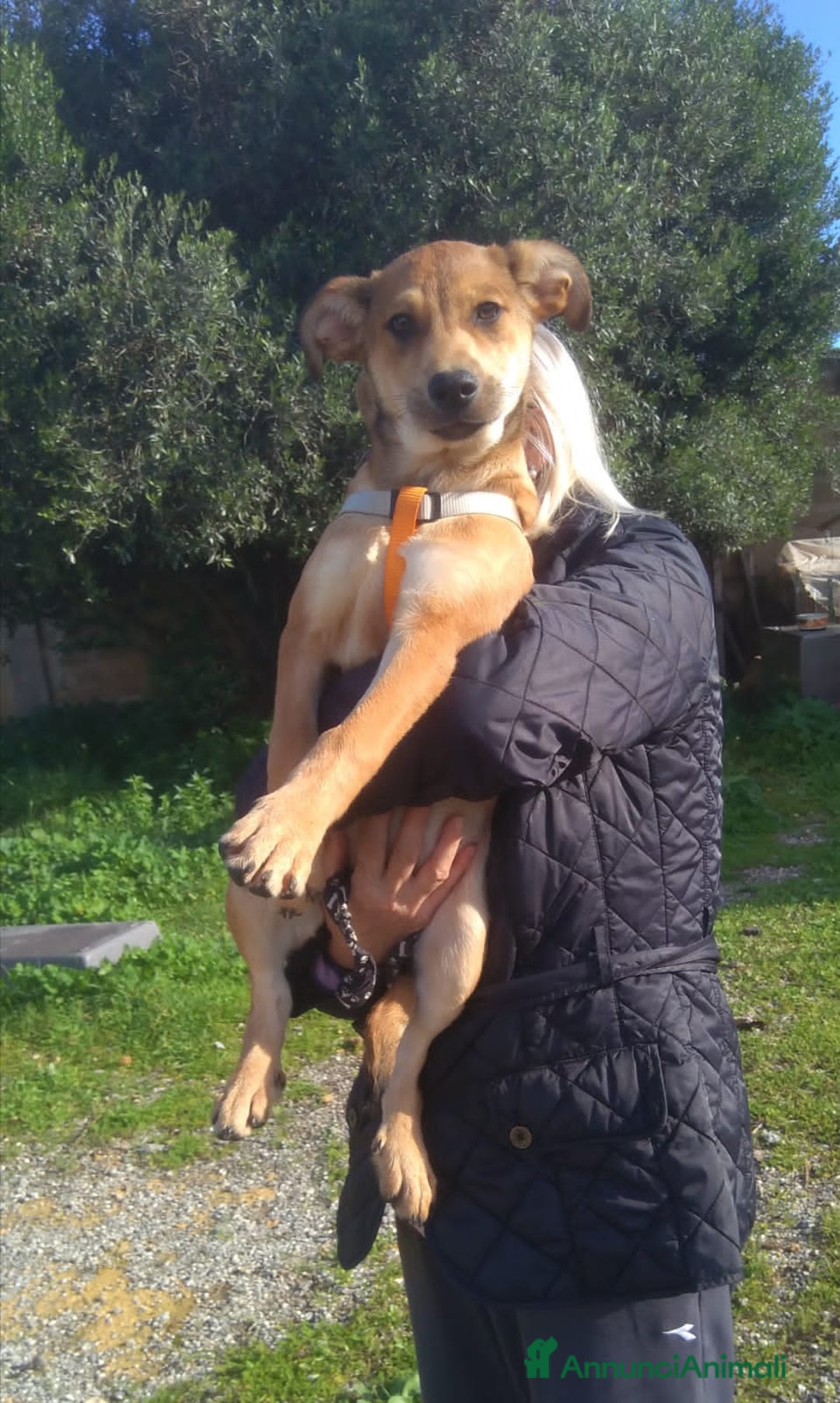 Altre razze cani in regalo: luna e lucilla - Annuncio 3