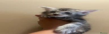 Maine Coon 2