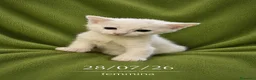 Meticcio gatti in regalo: GATTINE BIANCHE a Provincia di Cuneo - Annuncio 8