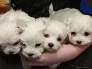 Maltese cani in vendita - Annuncio 1