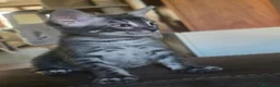 Bengala gatti in vendita: Cuccioli gatto bengala  - Annuncio 31
