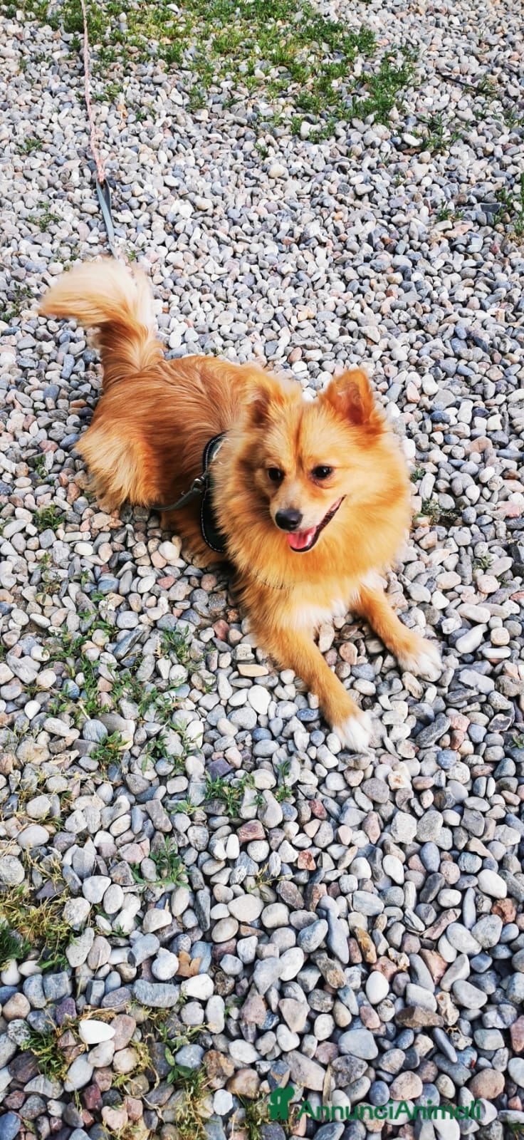 Volpino Italiano cani Volpino Italiano  - Annuncio 1