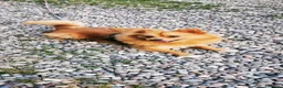 Volpino Italiano cani in vendita: Volpino Italiano  a Città metropolitana di Milano - Annuncio 1